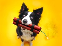 Good Dog  Dynomite