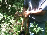 fawn1