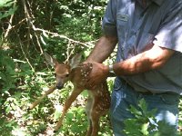 fawn2