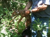 fawn3
