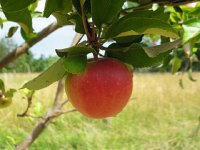 Apple1