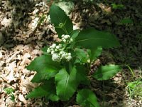ArkansasQuinine2
