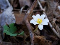 Bloodroot