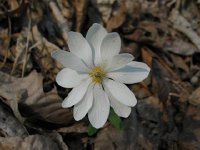 Bloodroot2  Bloodroot (Sanguinaria Canadensis) The root juice in minute amounts has been used as antiseptic, anesthetic, and anticancer activity. This plant should be used with extreme caution. (considered toxic)