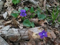 BlueViolet  Common Violet (Viola sororia) The leaves and flowers are edible.