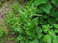 Chicory