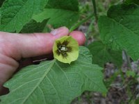 ClamygroundCherry