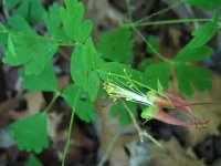 Columbine