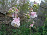 Columbine2  Fancy Columbine (Aquilegia hybrid??) Found at Rocking Chair Ranch. The common Columbine root, seed and plant was once used medicinally as an Astringent and diuretic.  The crushed seeds for headaches. Crushed seed rubbed into hair to control headlice.   No bugs on these mugs!!