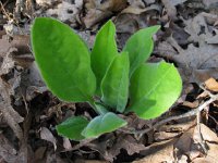 Confrey1  Wild Comfrey, For-get-me-not (Cynoglossum virginianum) weak tea used for forgetfulness, and poultice as a cell prolificant.