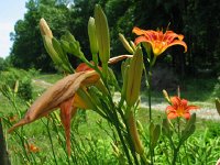 DayLily