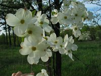 Dogwood