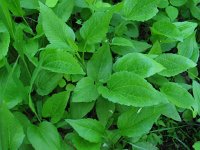 DuckPlantain