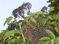 ElderBerry1