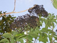 ElderBerry2