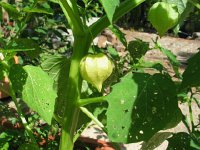 GroundCherry