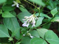 Groundnut