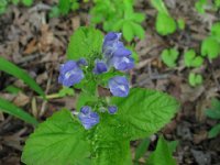 Heartleafskullcap