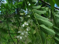 HoneyLocust