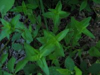 Houstonia