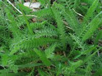 IMG 0186  Yarrow (Achillia millefolium) Used as a spice to flavor food. Used in bath for arthritis, crushed root for toothaches dried leaves made into tea for coughs and colds.