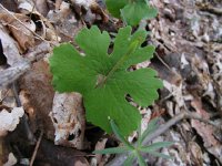 IMG 3718  Bloodroot (Sanguinaria Canadensis) The root juice in minute amounts has been used as antiseptic, anesthetic, and anticancer activity. This plant should be used with extreme caution. (considered toxic)