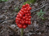 JackinthePulpit