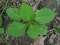Jewelweed