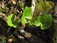 LadiesMantle  Wild Geranium (Geranium maculatum) Root is highly astringent and styptic. Root used to stop bleeding, diarrhea and dysentery.