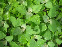 LambsQuarters-Yummy