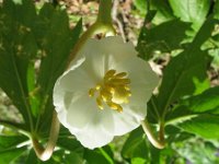 Mayapple  Mayapple  (Podophyllum peltatum) The ripe fruit is edible. A tea from the root used as a pergative for cleansing the liver. The leaves and root are considered toxic. Root used in different wart and cancer treatments.