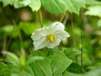 Mayapple2