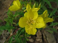 MissouriPrimrose