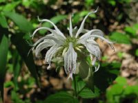 Monarda