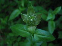Monarda1
