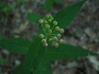 Nodingmilkweed