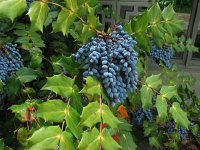 OregonGrape