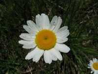 OxeyeDaisy