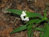 OzarkSpiderwort