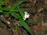 Ozarkspiderwort1
