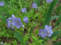 Phacelia