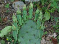 Prickleyprai