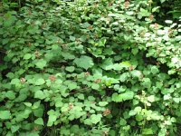 RazzellBerry