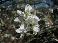 ServiceBerry  Serviceberry or Juneberry (Amelanchier) Fruit is edible and the bark was made into a tea to expel worms. EWE