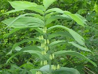 SolomanSeal