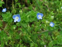 Speedwell