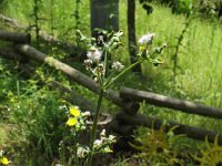 SpinyLeafsowthistle