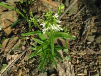 Springcress  Spring Cress (Cardamine rhomboidea)The tender plants have the flavor of horseradish and can be used in salads. The root was once used by Native Americans as a spice.