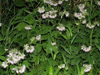 Virginiawaterleaf