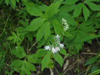 Virginiawaterleaf2